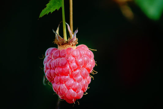 raspberry flavoring