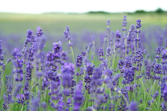 Aromatic Lavender Flavoring: Extracts and Essences for Exquisite Baking and Cooking