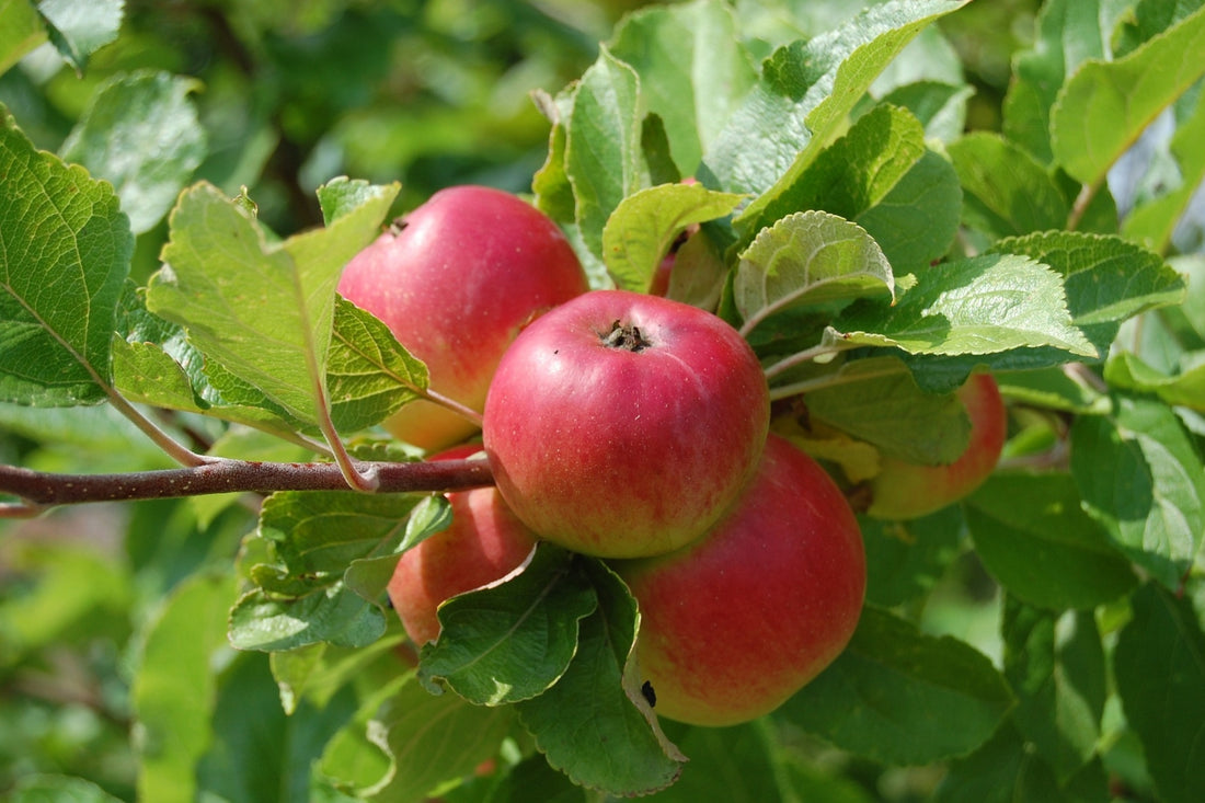 apple flavoring