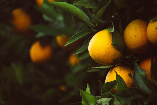 Citrus Flavoring: A Zesty Journey Through Extracts and Essences