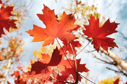 Sweet and Savory Maple Flavoring: Extracts and Essences for Autumn Baking and Cooking