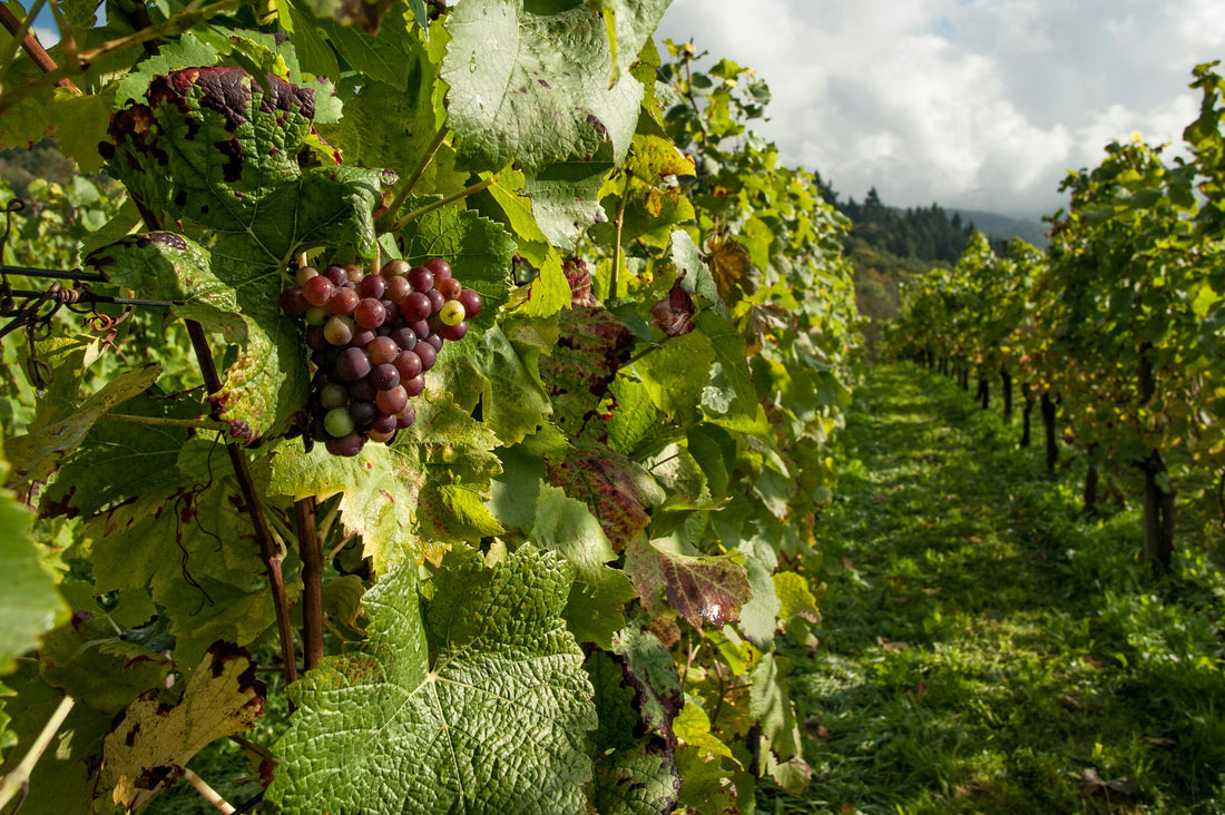 Best Grape Substitute for Cooking and Baking